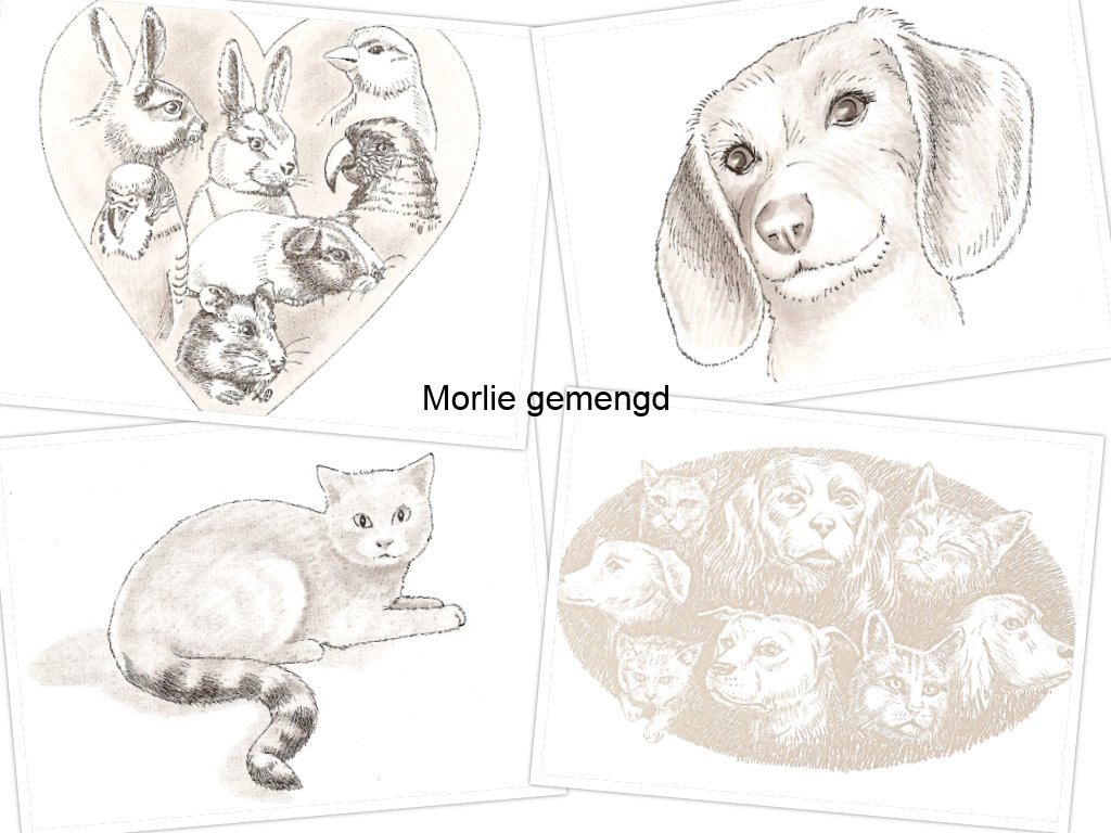 gemengd Morlie zwart wit